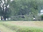 Storm damage fallen trees